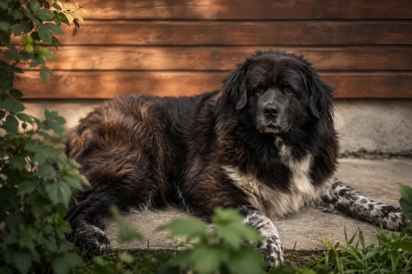 Romanian shepherd dog keeping watch by the homestead