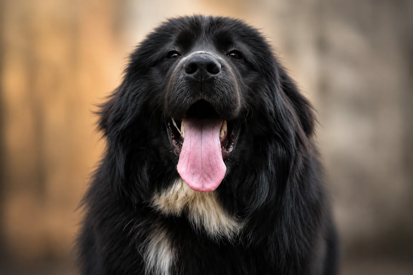 Portrait of a black Romanian shepherd dog with a white chest — guardian angel of the flocks