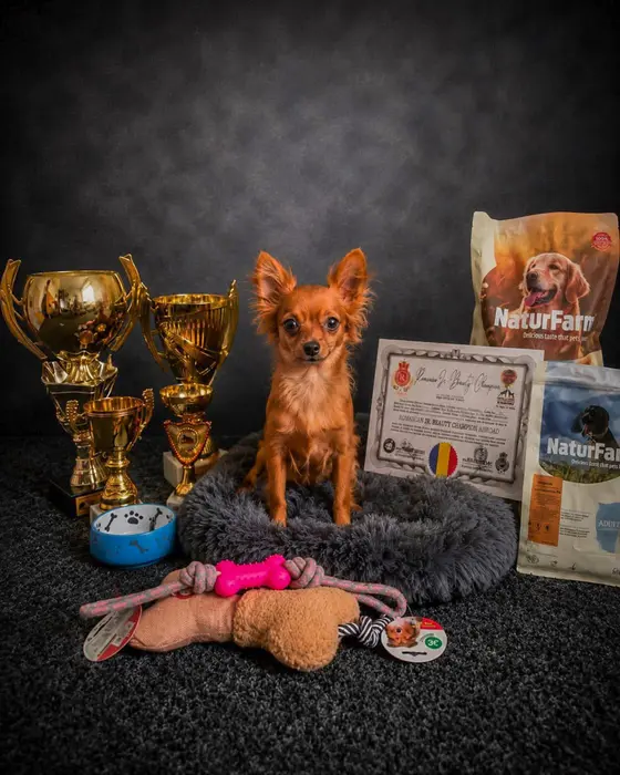 Câine din rasa Russkiy Toy, alături de cupe și de certificatul de campion junior al României