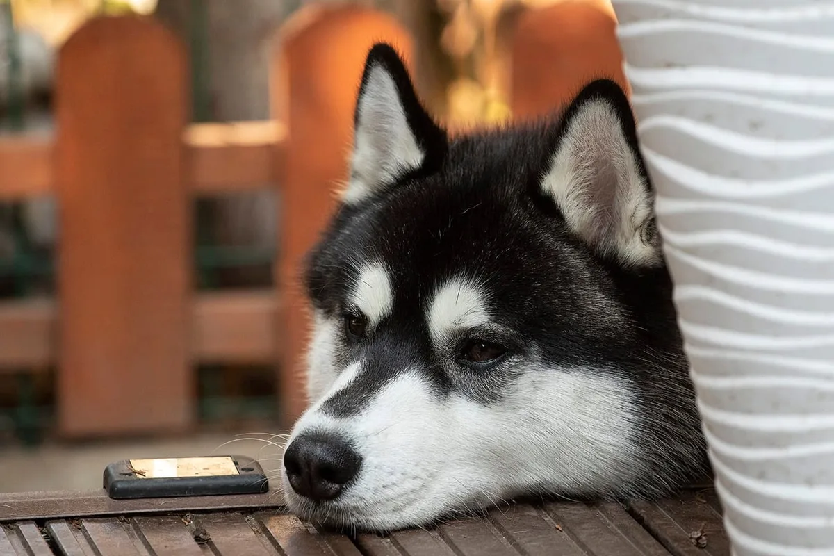 Husky resting its head, waiting patiently